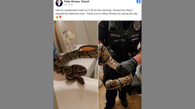 A Texas woman called police after she found a large python on top of her toilet.